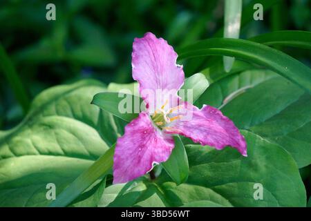 Nahaufnahme einer Western Trillium (Trillium ovatum), Pacific Trillium oder Wake Robin Blume mit Blütenblättern, die rosa werden, British Columbia, Kanada Stockfoto