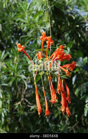 Flamme Rebe oder Orange Trompete Rebe, Pyrostegia venusta, Pyrostegia ignea, Bignoniaceae. Alias Golden Shower, Hua Pala Vine und Orange Trompete Creeper. Stockfoto