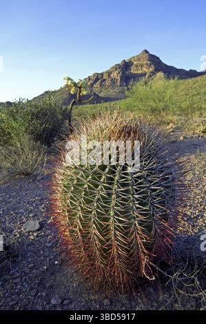 Fischhakenkaktus (Ferocactus wislizeni), Süßigkeitenkaktus im Orgel Pipe Cactus National Monument, Arizona, USA Stockfoto