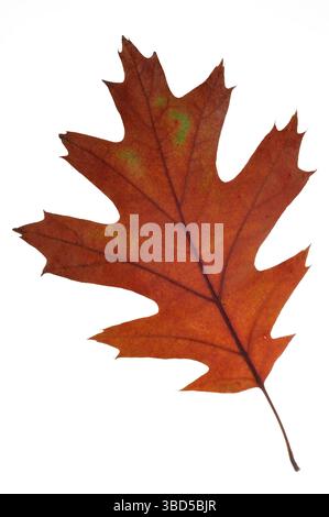 Nordrote Eiche (Quercus rubra), Championeiche (Quercus borealis) Nahaufnahme des Blattes in braunen Herbstfarben, in Nordamerika heimisch gegen weißen Rücken Stockfoto