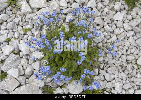 Alpine Vergißmeinnicht (Myosotis alpestris) in Blüte im Sommer Stockfoto