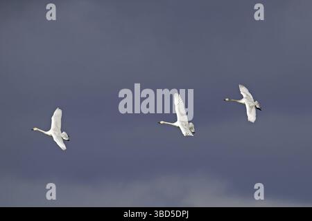 Drei Tundraschwäne, Bewick's Schwäne (Cygnus columbianus bewickii) fliegen gegen dunklen stürmischen Himmel Stockfoto