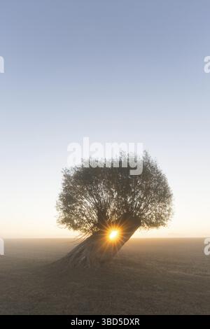 Sonne schien durch die Zweige der pollard Willow/pollarded weiße Weide (Salix alba) im frühen Morgennebel bei Sonnenaufgang im Herbst Stockfoto