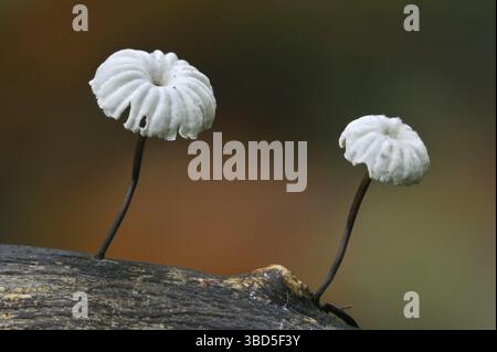 Pinwheel Pilze, Fallschirm mit Kragen (Marasmius rotula) Pilze (Agaricus rotula) Stockfoto