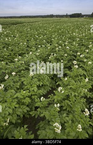 Kartoffelfeld Blüte im Sommer, Belgien Stockfoto