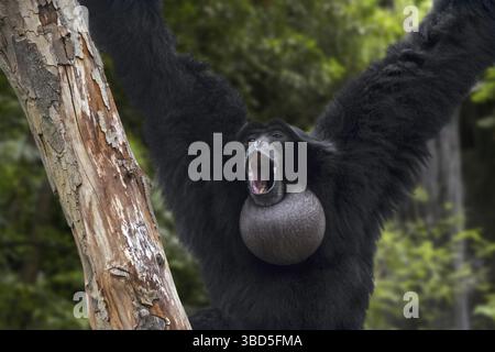 Siamang (Symphalangus syndactylus) Ruft mit Kehle sac aufgeblasen, arboreal schwarz-furred Gibbon in Indonesien, Malaysia und Thailand Stockfoto