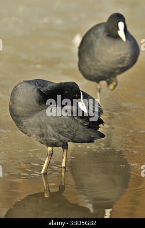 Eurasischer Coot (Fulica atra), der seine Federn auf dem gefrorenen See in den Niederlanden preht Stockfoto