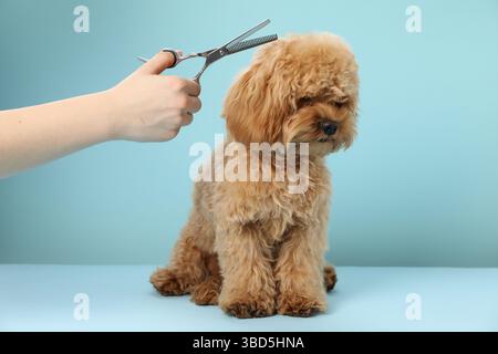 Der Groomer schneidet süßes Hundehaar auf hellblauem Hintergrund, Nahaufnahme Stockfoto