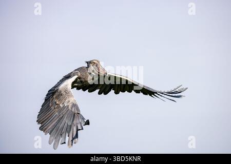 Shoebill im Flug, Mabamba Sumpf, Uganda Stockfoto