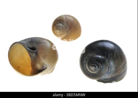 Große (Euspira catena) Halskette Muscheln (Natica catena) (Polinices catenus) auf weißem Hintergrund Stockfoto