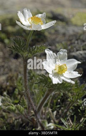 Alpenpasqueflower (Pulsatilla alpina), Alpenanemone in Blüte in den Alpen Stockfoto