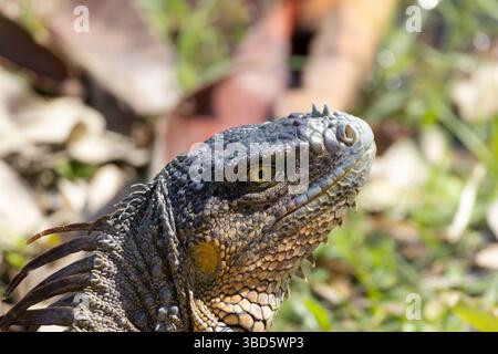 Nahaufnahme des Kopfes eines großen grünen Leguans. Details wie Schuppen, Hörner, Dornen und Auge des Leguans sind auf diesem Foto zu sehen Stockfoto