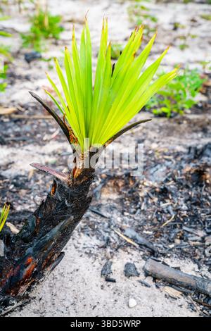 An einem Waldbrand im Südwesten Floridas entsteht neues Leben Stockfoto