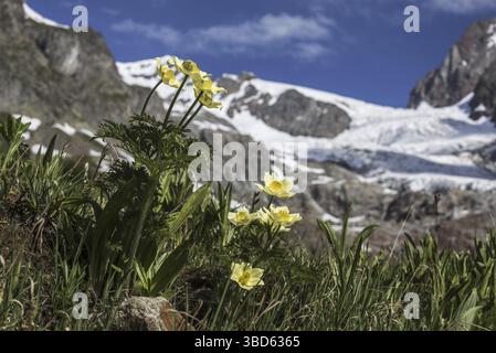 Gelber Alpenpasqueflower (Pulsatilla alpina subsp. Apiifolia), Alpenanemone in der Blüte der Alpen Stockfoto