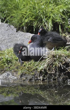 Gemeine Moorhen (Gallinula chloropus), gemeine Gallinule mit Küken, die auf der Bank ruhen, Deutschland Stockfoto