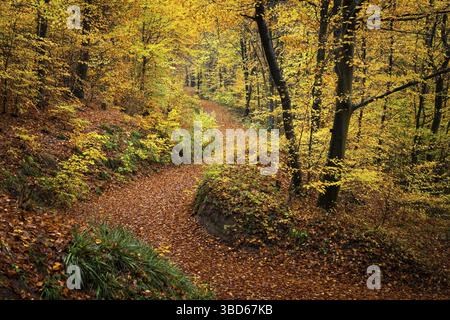Ein Waldweg in einem Mischwald mit vielen Laubbäumen, darunter viele Buchen, im Herbst. Bunte Herbstblätter. Neckargemuend, Kleiner Oden Stockfoto