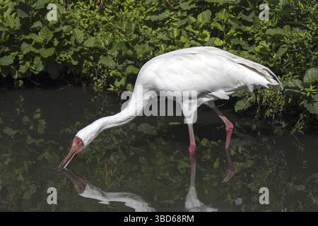 Sibirischer Kran, Sibirischer Weißkran (Leucogeranus leucogeranus), Schneekran auf der Suche in Flachwasser des Baches Stockfoto