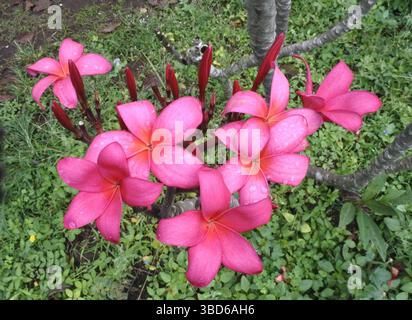 Frangipani Blumen sind atemberaubend schöne Blumenpflanzen mit hellen und schönen Farben Stockfoto