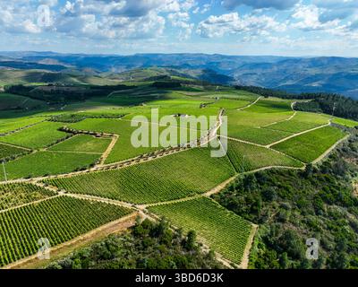 Üppige, strukturierte Weinberge auf weiten Hügeln mit blauem Bergpanorama Stockfoto