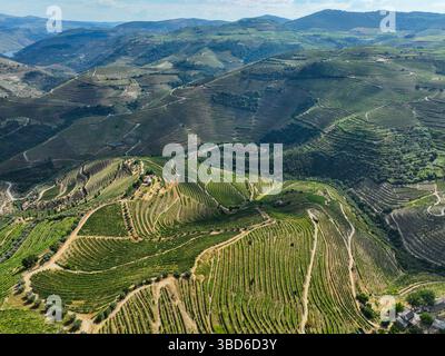Panoramaaufsicht mit ausgedehnten Weinbergen über Bergketten Stockfoto