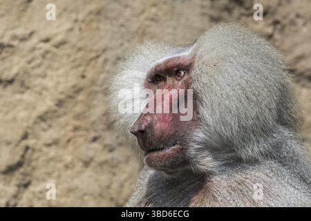 Hamadryas Pavian (Papio hamadryas) (Simia hamadryas) Nahaufnahme Porträt eines Mannes, der am Horn von Afrika beheimatet ist Stockfoto