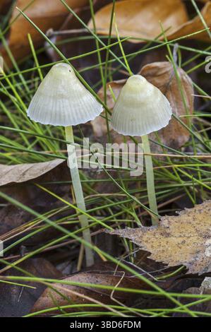 Yellowleg-Haube (Mycena epipterygia) im Grasland Stockfoto