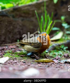 Nahaufnahme eines europäischen rotkehlvogels auf moosigem Boden, der Insekten im Schnabel hält Stockfoto