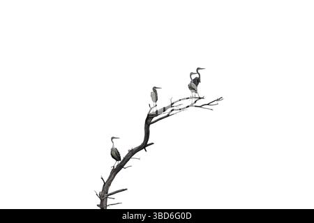 Gruppe von vier Graureiher (Ardea cinerea) in toten Baum gegen den weißen Hintergrund thront Stockfoto