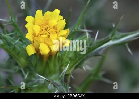 Gewöhnliche Golddistel (Scolymus hispanicus), spanische gewöhnliche Golddistel in Blüte Stockfoto