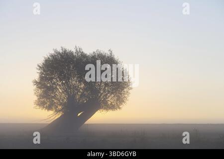 Pollerweide, bestäubte weiße Weide (Salix alba) auf dem Feld mit frühmorgendlichem Nebel im Herbst bei Sonnenaufgang Stockfoto