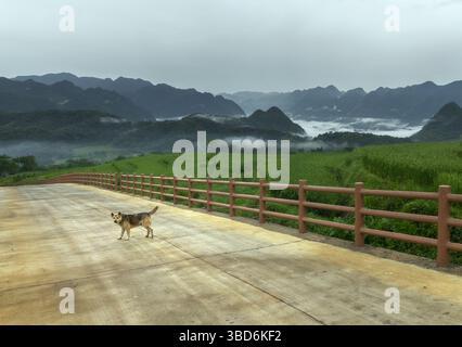 Niedlicher Dorfhund, der auf einer kleinen Straße zwischen den Reisterrassen in der Gegend von Pu Luong im ländlichen Vietnam steht Stockfoto