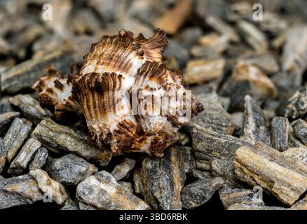 Nahaufnahme einer Spiny Dye-Murex Muschel mit ihrer spitzen Textur und einzigartigen Form auf einem Bett aus Natursteinen Stockfoto