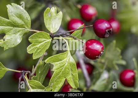 Weißdorn, einsaatiger Weißdorn (Crataegus monogyna) Nahaufnahme von roten Beeren, Pommes und Blättern Stockfoto