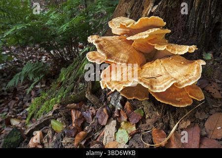 Holzkrebse, Schwefelpolypore (Laetiporus sulphureus), Schwefelschelfeile, Waldhühner Stockfoto