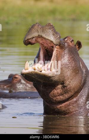 Das Nilpferd (Hippopotamus amphibius) hat seinen weit geöffneten Mund und zeigt seine großen Zähne. Okavango Delta, Botswana Stockfoto