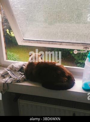 Eine siamesische Katze beobachtet den regnerischen Garten durch ein offenes Fenster und fängt einen ruhigen und gemütlichen Moment im Innenraum ein. Stockfoto