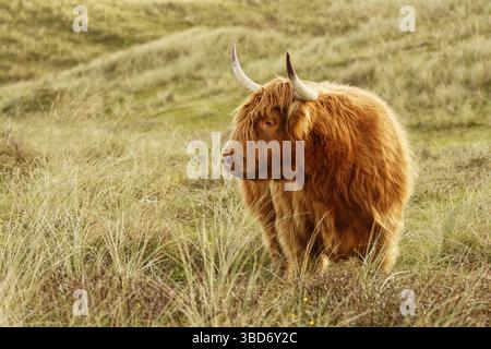 Freilaufende schottische Highland-Rinder im North Holland Dune Reserve, Nordholland, Niederlande Stockfoto