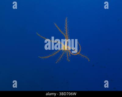 Federstern aus dem Mittelmeer Stockfoto