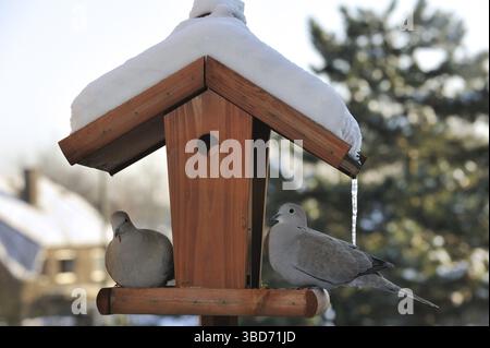 Truthahntauben, Truthahntauben, Tauben, Tiere, Vögel, zwei Eurasische Tauben mit Kragen (Streptopelia Decocto) auf Vogelfutter, Vogelfutter, Vogeltisch in Stockfoto