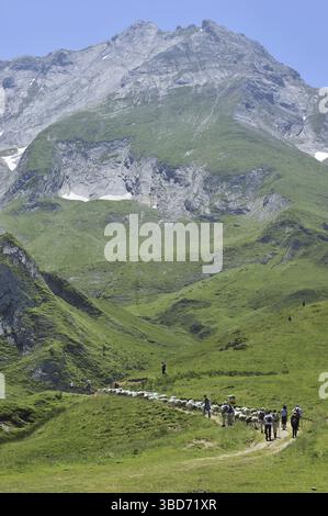 Hirte und Touristen hüten Schafherden auf Weiden in den Bergen entlang des Col du Soulor, Hautes-Pyrenäen, Pyrenäen, Frankreich Stockfoto