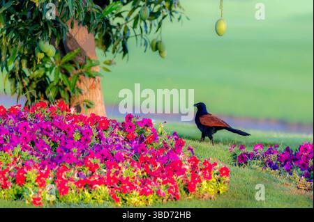 Der größere Coucal oder Krähenfasan ist ein großes nicht-parasitisches Mitglied der Kuckucksorde der Vögel, der Cuculiformes Stockfoto