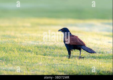 Der größere Coucal oder Krähenfasan ist ein großes nicht-parasitisches Mitglied der Kuckucksorde der Vögel, der Cuculiformes Stockfoto