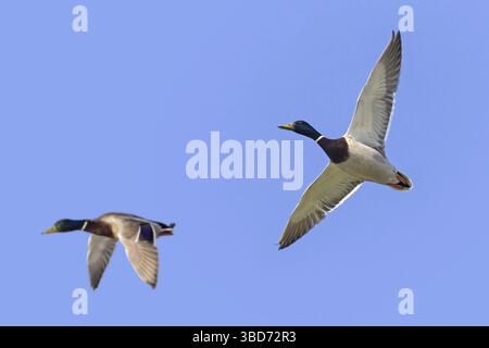 Zwei Stockenten (Anas platyrhynchos) männliche Enten, Drachen im Zuchtgefieder im Flug gegen den blauen Himmel im Frühjahr Stockfoto