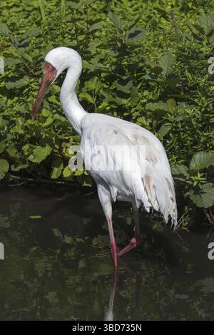 Sibirischer Kran, Sibirischer Weißkran, Schneekran (Leucogeranus leucogeranus) auf der Suche in Flachwasser des Baches Stockfoto
