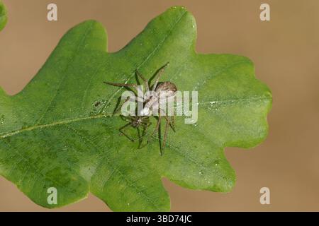 Weibliche Spinne, Philodromus zerstritt mit einer jungen Spinne Enoplognatha als Beute. Familiengeführte Krabbenspinnen (Philodromidae). Eichenblatt. Frühling, Mai. Stockfoto