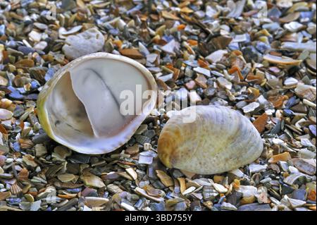 Amerikanische Slipper Limpets, gewöhnliche Slipper Limpet (Crepidula fornicata) Muscheln am Strand gewaschen Stockfoto