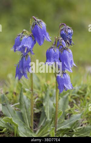 Bärtige Glockenblume (Campanula lanceolata) in Blüte in den Alpen im Sommer Stockfoto