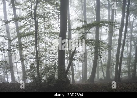 Wald auf einem Hang im Nebel im Herbst. Mischwald mit vielen Buchen. Neckargemuend, Kleiner Odenwald, Baden-Württemberg, Deutschland Stockfoto