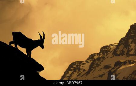 Alpensteinbock (Capra Ibex) Silhouette gegen Alpenglühen am Berg bei Sonnenuntergang, Alpen Stockfoto
