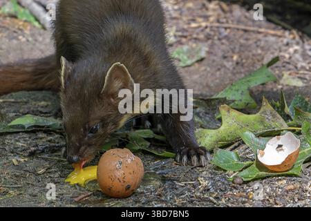 Europäischer Kiefernmarder (Martes Martes), der Eigelb, Joche aus gebrochenem Hühnerei isst Stockfoto